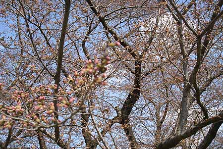 sakura2010_0.jpg