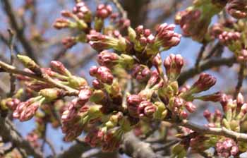 sakura2010_1.jpg