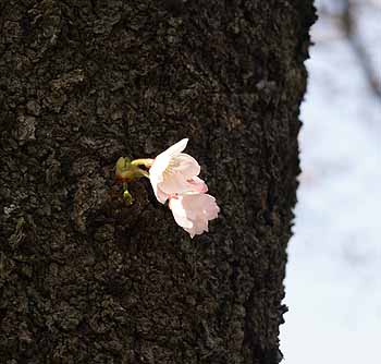 sakura2010_2.jpg