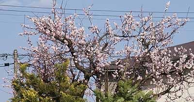 sakura2010_3.jpg