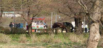 sakuraMatsuri2010_3.jpg