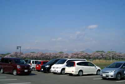 sakura2010_5_2_4.jpg