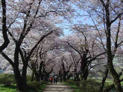 sakura2010_5_2_3.jpg