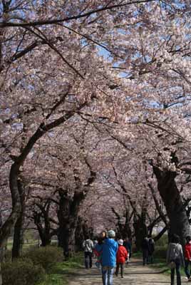 sakura2010_5_2.jpg