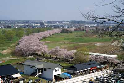 sakura2010_5_2_2.jpg