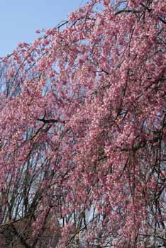 jingaoka_sakura1.jpg