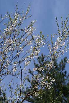 jingaoka_sakura2.jpg