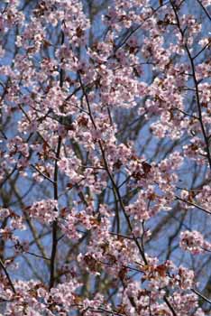 jingaoka_sakura3.jpg