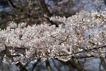 jingaoka_sakura4.jpg