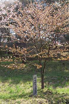 jingaoka_sakura5.jpg