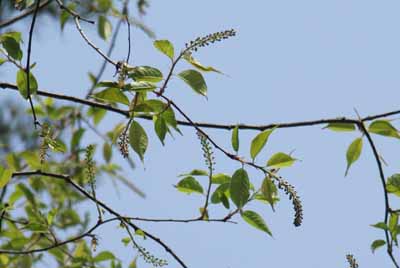 uwamizusakura20100505.jpg