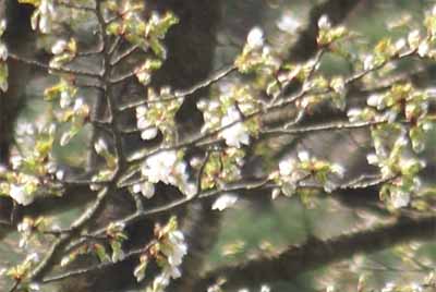 kasumisakura20100505.jpg