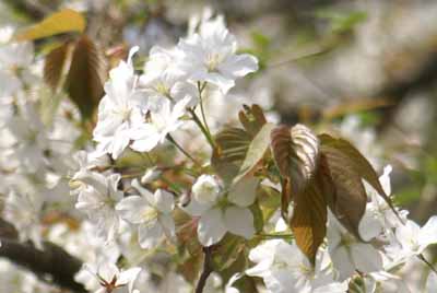 ooshimasakura20100505.jpg