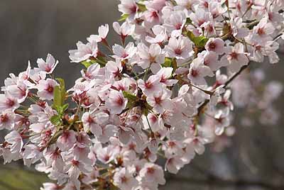 someiyoshino20100505.jpg