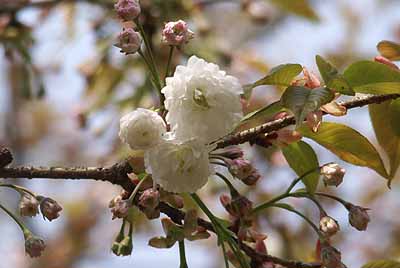 takenoshirogikusakura20100505.jpg