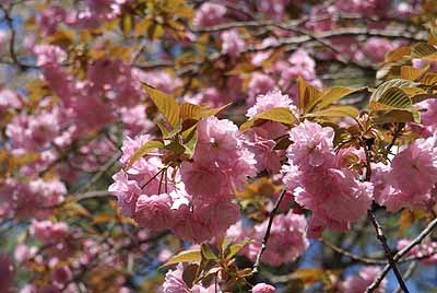 kanzan20100509.jpg