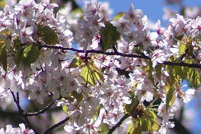 kasumisakura20100509.jpg
