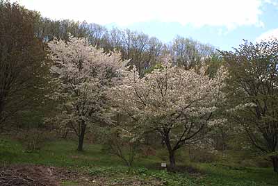 oosahimasakura20100509.jpg