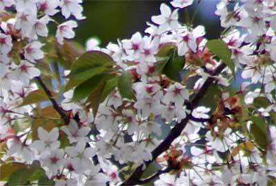 ooshimasakura20100509_2.jpg