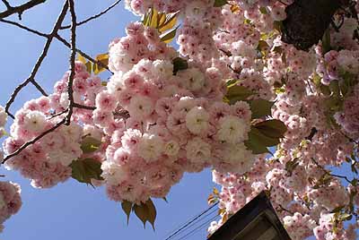 6ku_20100516_2.jpg