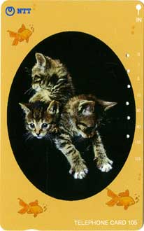 cat_009.jpg