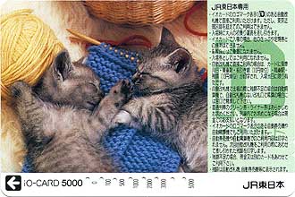 cat020.jpg