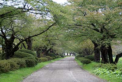 sakaraNamiki2010_10.jpg