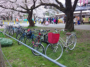 sakura201105.jpg