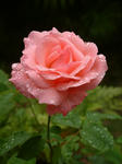 s-DSCF0154.jpg