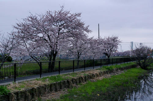 20100404_03.jpg