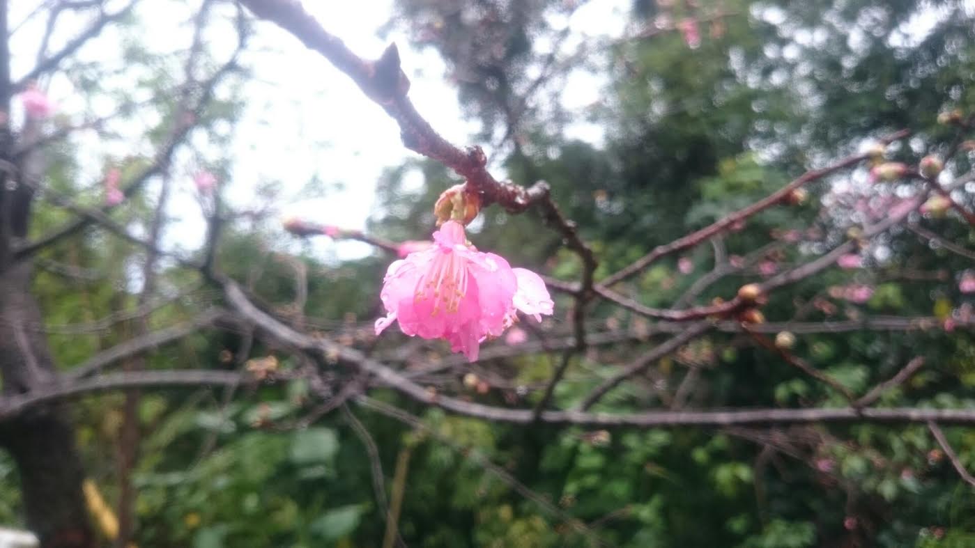 ヒカンザクラ開花宣言 カレッタ便り