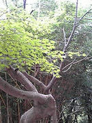 090909_1443~01.JPG