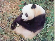 パンダ　１，２，３・・・