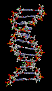ＤＮＡ