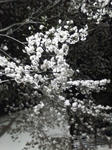 夜桜