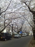 桜