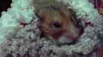 2010020221570000.jpg