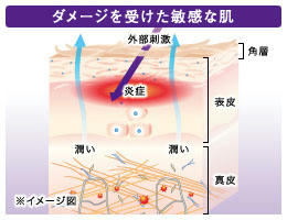 ディセンシア アヤナストライアルセット