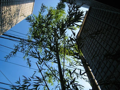 竹と青空