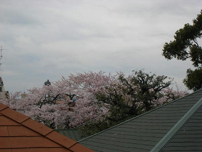 平塚幼稚園の桜