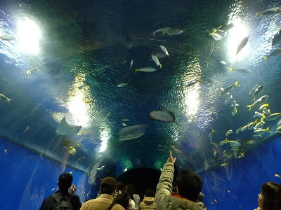 海遊館