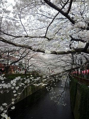 目黒川の桜