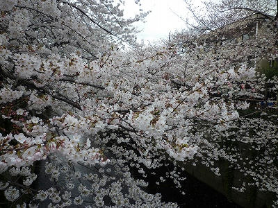 目黒川の桜