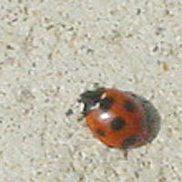 ed4a830djpeg
