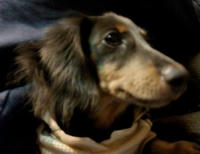 dolly091221.jpg