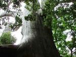 mothertree.jpg