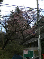 早咲きの桜