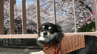 花見