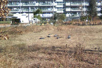 鳩