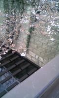 本日の桜